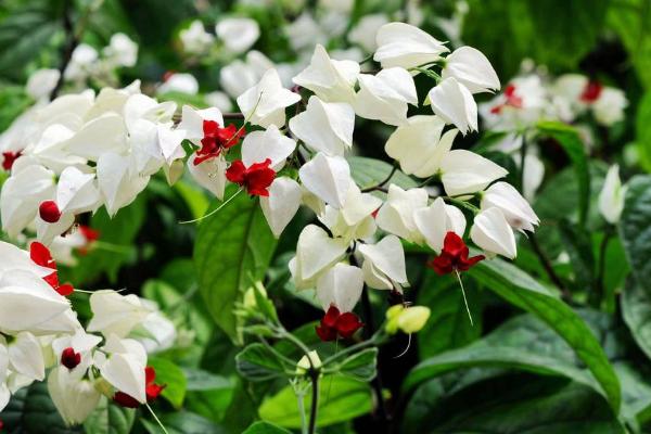 龍吐珠怎么養(yǎng) 龍吐珠養(yǎng)殖方法與注意事項(xiàng)