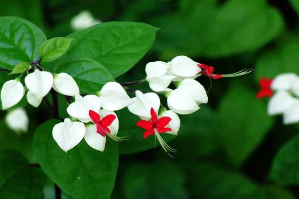 龍吐珠怎么養(yǎng) 龍吐珠養(yǎng)殖方法與注意事項(xiàng)