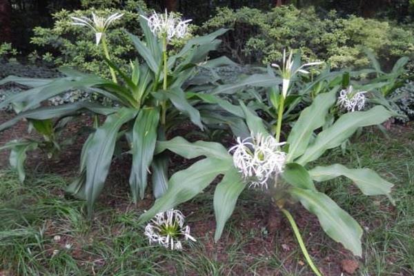 文殊蘭怎么養 文殊蘭養殖方法與注意事項
