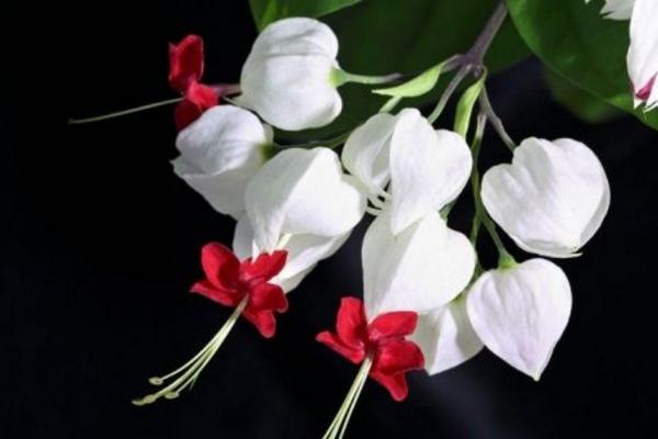 龍吐珠怎么養(yǎng) 龍吐珠養(yǎng)殖方法與注意事項(xiàng)