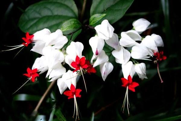 龍吐珠怎么養(yǎng) 龍吐珠養(yǎng)殖方法與注意事項(xiàng)