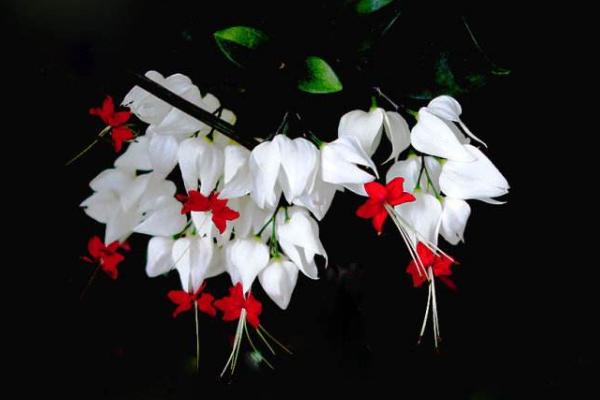 龍吐珠怎么養(yǎng) 龍吐珠養(yǎng)殖方法與注意事項(xiàng)