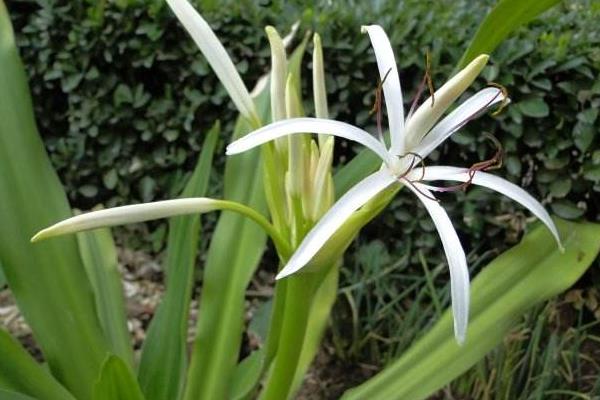 文殊蘭怎么養 文殊蘭養殖方法與注意事項