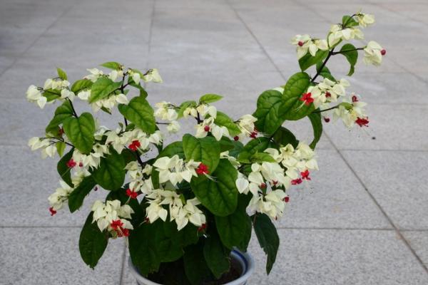 龍吐珠怎么澆水(多久澆一次) 龍吐珠怎么施肥