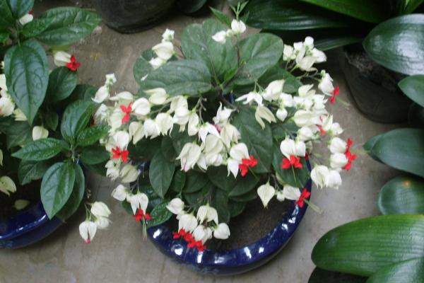 龍吐珠怎么澆水(多久澆一次) 龍吐珠怎么施肥