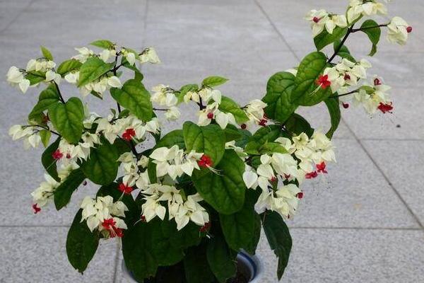 龍吐珠怎么澆水(多久澆一次) 龍吐珠怎么施肥