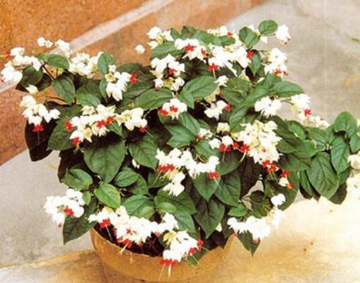 龍吐珠怎么澆水(多久澆一次) 龍吐珠怎么施肥