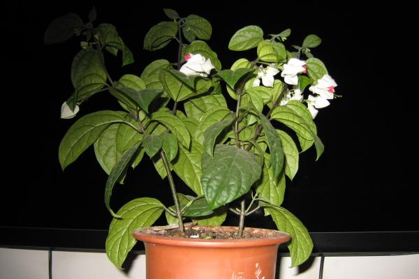 龍吐珠怎么澆水(多久澆一次) 龍吐珠怎么施肥