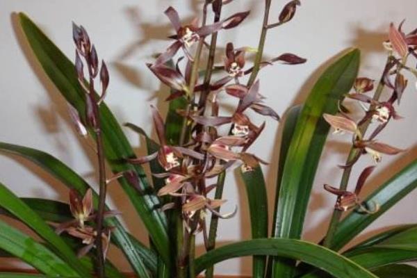 墨蘭怎么澆水（多久澆一次）墨蘭怎么施肥