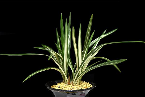 墨蘭葉子發黃變黑怎么辦 墨蘭爛根的解決方法