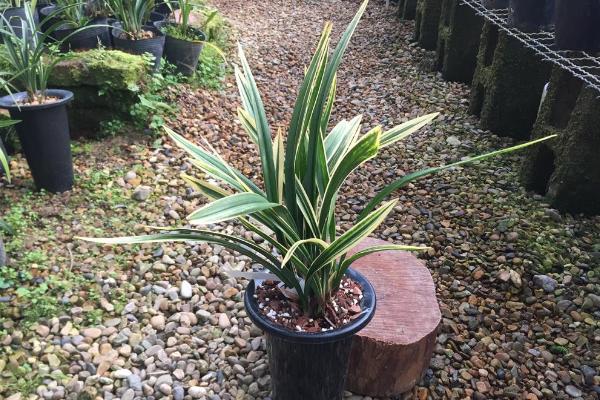 墨蘭葉子發黃變黑怎么辦 墨蘭爛根的解決方法