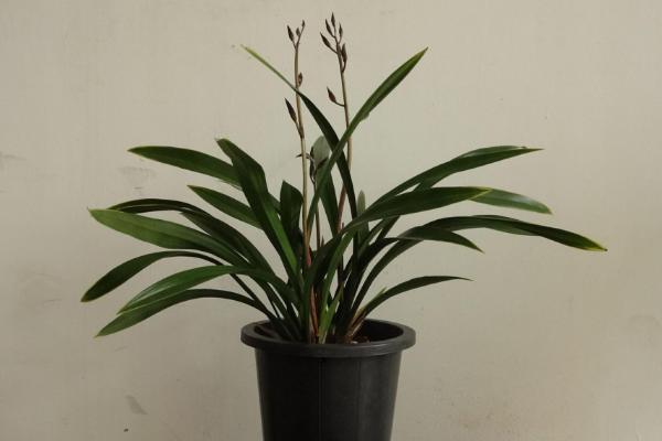 墨蘭葉子發黃變黑怎么辦 墨蘭爛根的解決方法