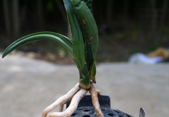 墨蘭葉子發黃變黑怎么辦 墨蘭爛根的解決方法