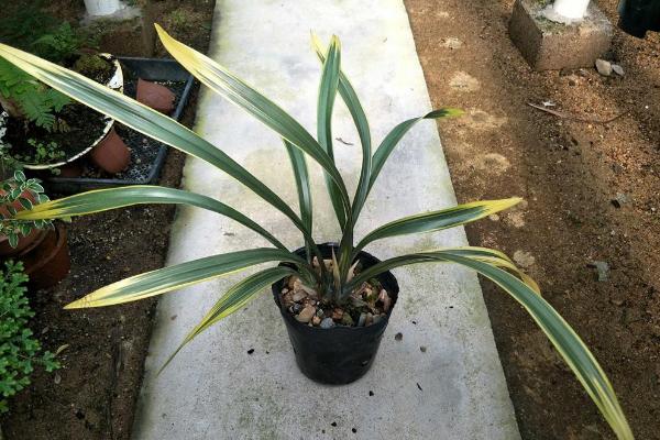 墨蘭葉子發黃變黑怎么辦 墨蘭爛根的解決方法