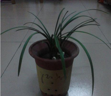 墨蘭葉子發黃變黑怎么辦 墨蘭爛根的解決方法