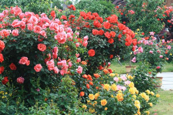 藤本月季怎么種 藤本月季種植方法與注意事項