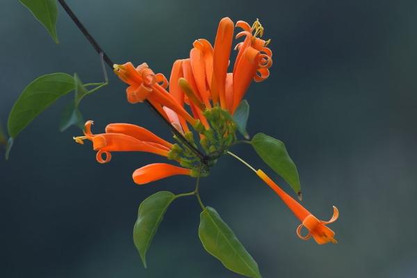 炮仗花什么時候開 炮仗花花期是幾月