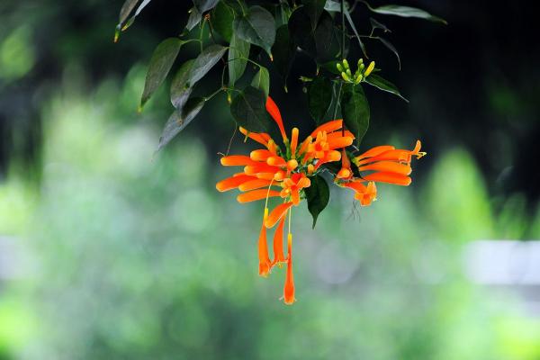 炮仗花怎么種 炮仗花種植方法與注意事項