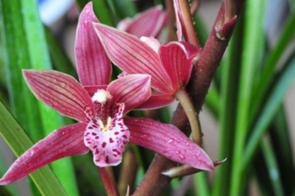 墨蘭怎么澆水(多久澆一次)墨蘭怎么施肥