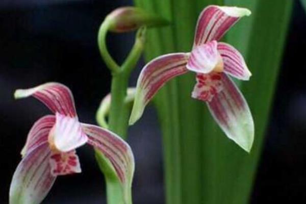 墨蘭怎么澆水(多久澆一次)墨蘭怎么施肥