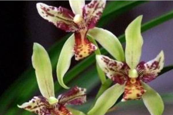 墨蘭怎么澆水(多久澆一次)墨蘭怎么施肥