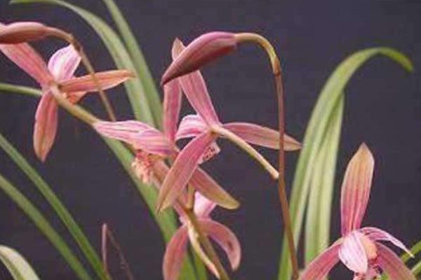 墨蘭怎么澆水(多久澆一次)墨蘭怎么施肥