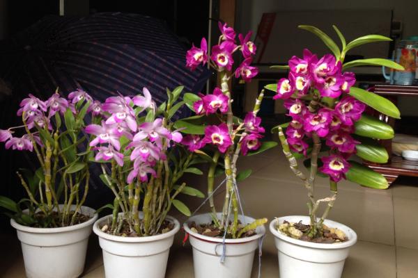 盆栽石斛蘭怎么澆水 石斛蘭葉子變黃怎么辦