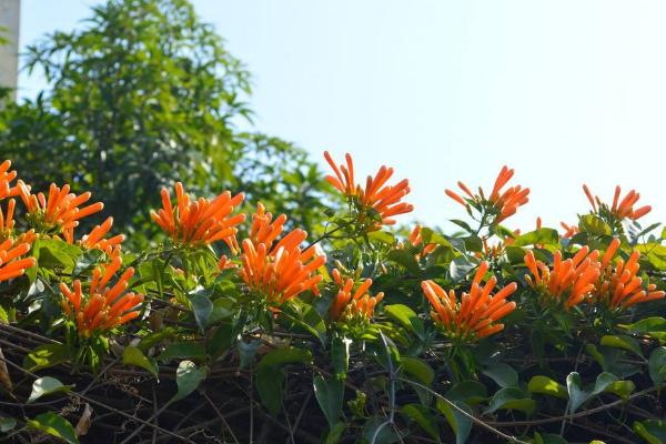 炮仗花怎么種 炮仗花種植方法與注意事項