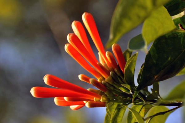 炮仗花怎么種 炮仗花種植方法與注意事項