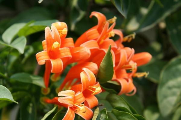 炮仗花怎么種 炮仗花種植方法與注意事項