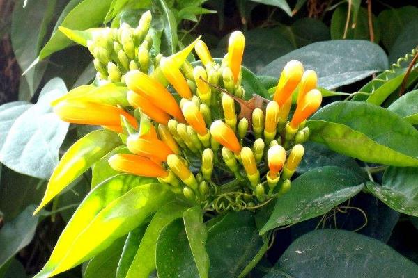 炮仗花怎么種 炮仗花種植方法與注意事項