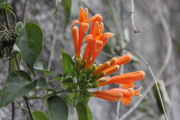 炮仗花怎么種 炮仗花種植方法與注意事項