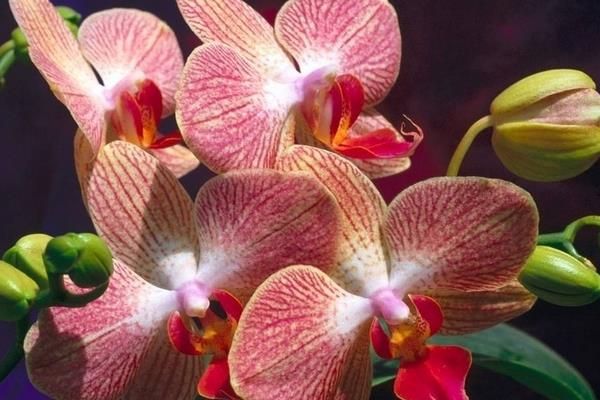 墨蘭什么時候開花（幾月）墨蘭不開花的原因