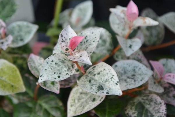 花葉絡石怎么養 花葉絡石養殖方法與注意事項