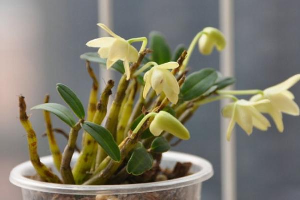 盆栽石斛蘭怎么澆水 石斛蘭葉子變黃怎么辦