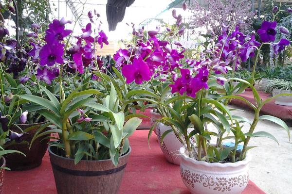 盆栽石斛蘭怎么澆水 石斛蘭葉子變黃怎么辦