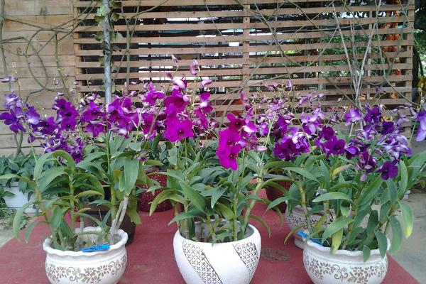 盆栽石斛蘭怎么澆水 石斛蘭葉子變黃怎么辦