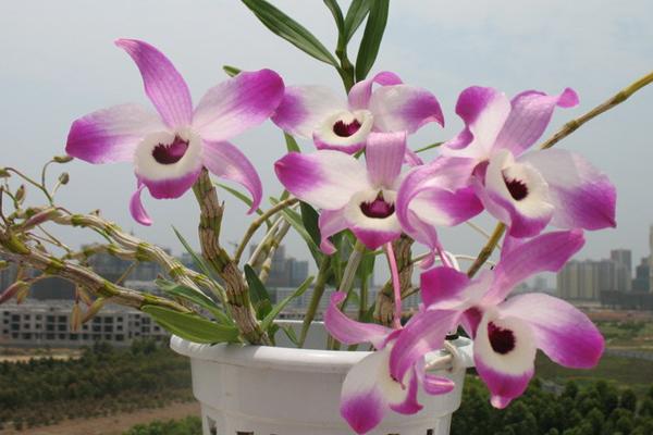 盆栽石斛蘭怎么澆水 石斛蘭葉子變黃怎么辦