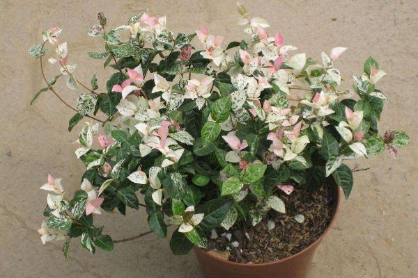 花葉絡(luò)石怎么養(yǎng) 花葉絡(luò)石養(yǎng)殖方法與注意事項