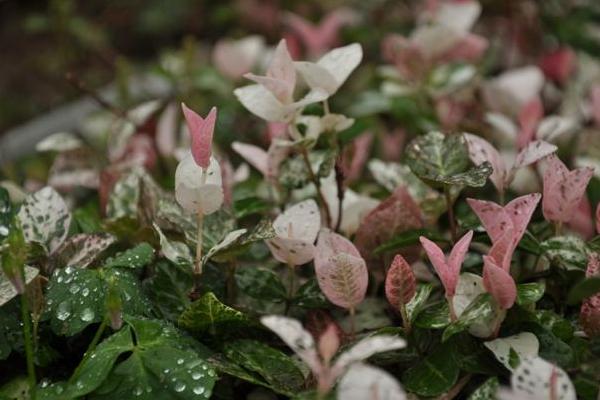 花葉絡(luò)石怎么養(yǎng) 花葉絡(luò)石養(yǎng)殖方法與注意事項