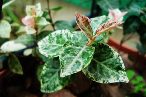 花葉絡(luò)石怎么養(yǎng) 花葉絡(luò)石養(yǎng)殖方法與注意事項