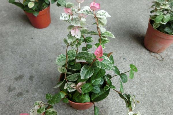 花葉絡(luò)石怎么養(yǎng) 花葉絡(luò)石養(yǎng)殖方法與注意事項