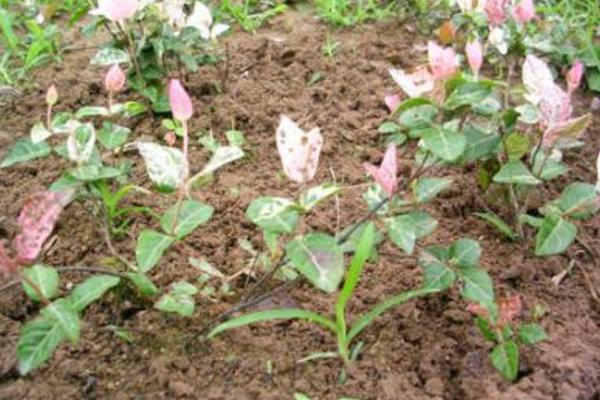 花葉絡(luò)石怎么養(yǎng) 花葉絡(luò)石養(yǎng)殖方法與注意事項