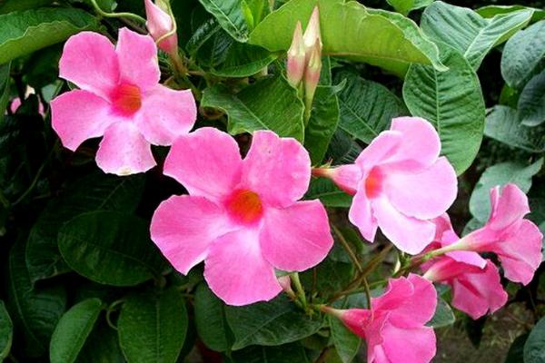 飄香藤什么時候開花（幾月） 飄香藤開花注意事項