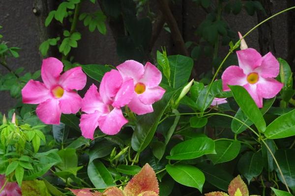 飄香藤有毒嗎 飄香藤能放在室內臥室嗎