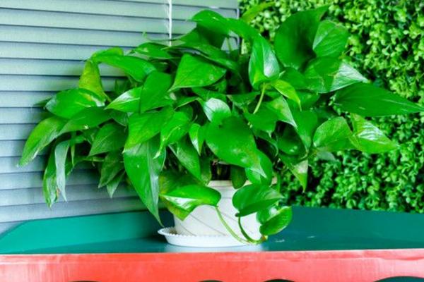 綠蘿是喜光還是喜陰 綠蘿要曬太陽嗎