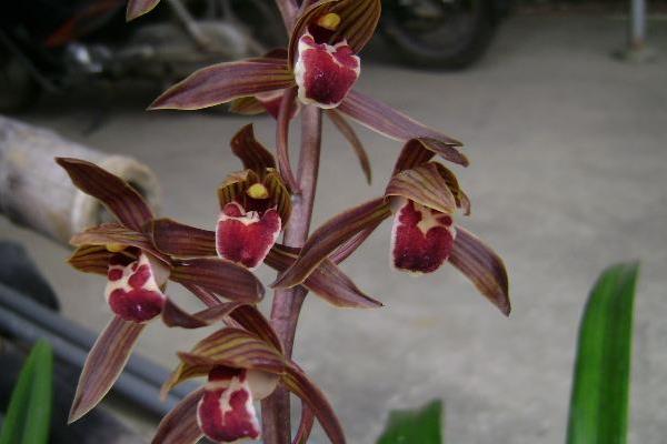 墨蘭什么時(shí)候開(kāi)花(幾月)墨蘭不開(kāi)花的原因