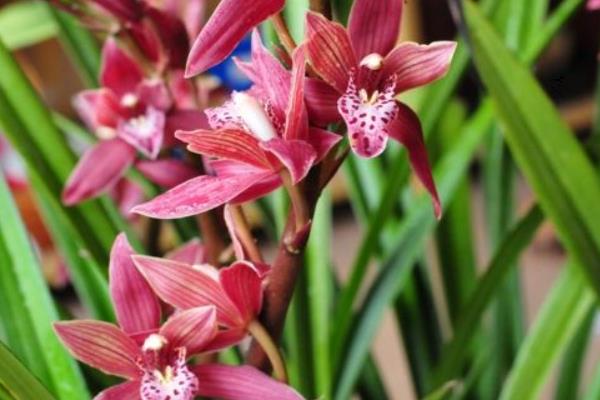 墨蘭什么時(shí)候開(kāi)花(幾月)墨蘭不開(kāi)花的原因