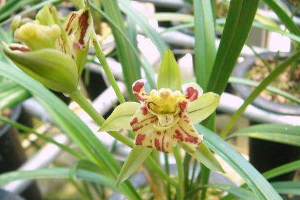 墨蘭什么時(shí)候開(kāi)花(幾月)墨蘭不開(kāi)花的原因