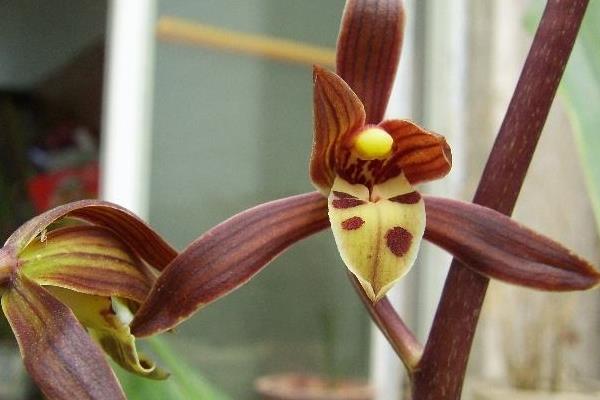 墨蘭什么時(shí)候開(kāi)花(幾月)墨蘭不開(kāi)花的原因